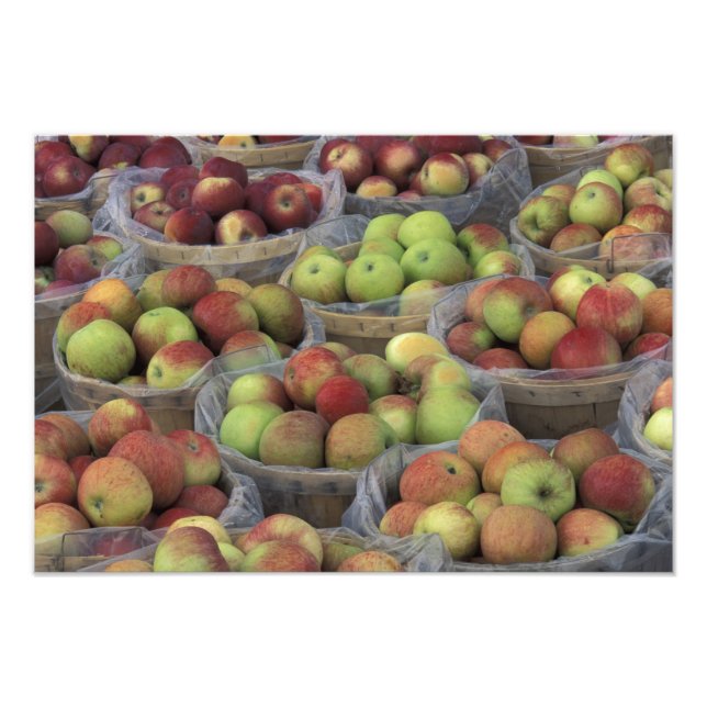 New York State Macintosh apples in baskets Photo Print (Front)