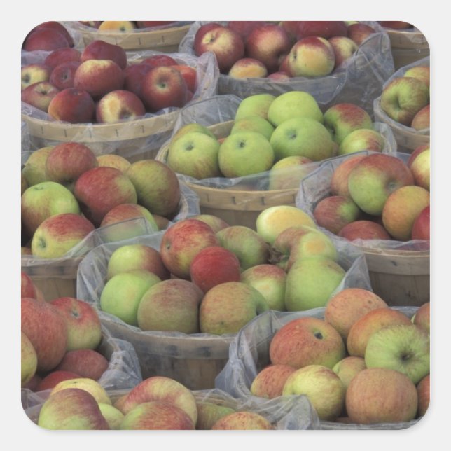 New York State Macintosh apples in baskets Square Sticker (Front)