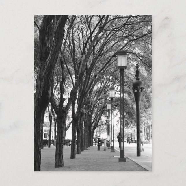 New York Tree Lined Walk Postcard (Front)