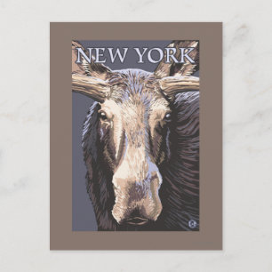 New YorkMoose Up Close Postcard