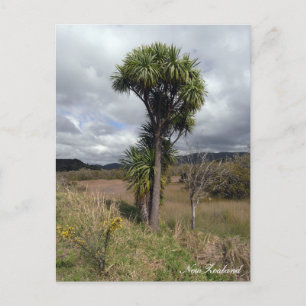 New Zealand, Cabbage Tree, native Nature Postcard