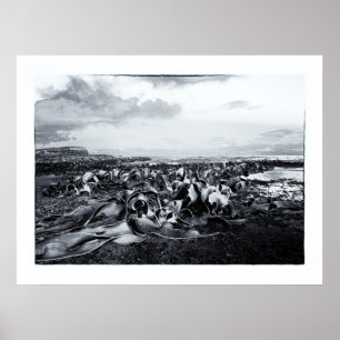 New Zealand, Curio Bay & The Catlins Coast Poster
