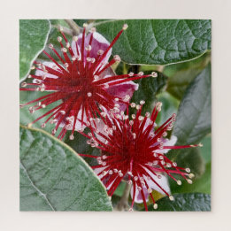 New Zealand Flower Red Blooming Feijoa Fruit Shrub Jigsaw Puzzle