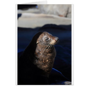 New Zealand fur seal Cape Palliser seal colony
