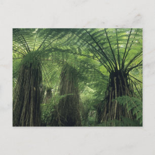 New Zealand, Haast Valley, Westland, Soft Tree Postcard