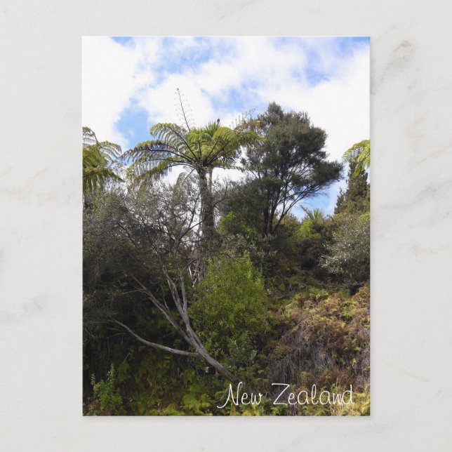 New Zealand jungle, Fern Trees, native forest Postcard (Front)