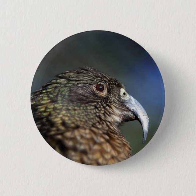 New Zealand Kea, alpine mountain parrot 2 Inch Round Button (Front)