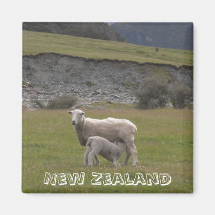 New Zealand, Lamb feeding (Fridge Magnet) Magnet