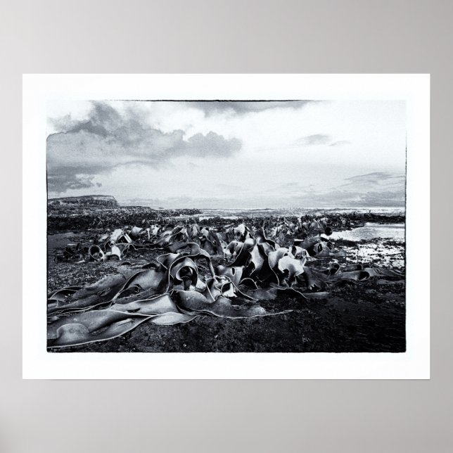 New Zealand Landscapes - Curio Bay Poster (Front)