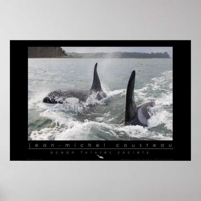 New Zealand Orca Poster (Front)