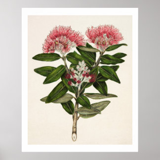 New Zealand Pohutukawa - Metrosideros Tomentosa Poster