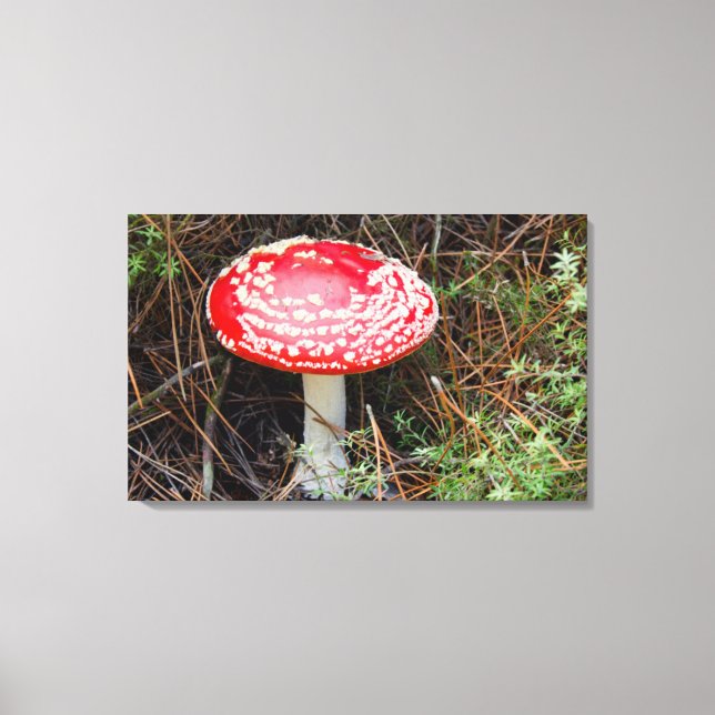 New Zealand, Rotorua, Taupo Volcanic Zone Canvas Print (Front)