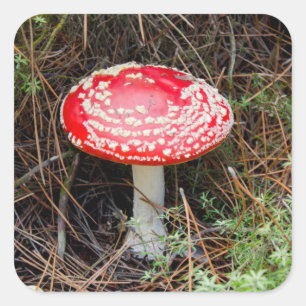 New Zealand, Rotorua, Taupo Volcanic Zone Square Sticker