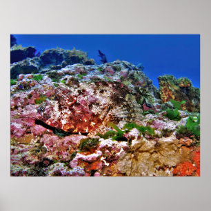 New Zealand Scorpionfish Poster