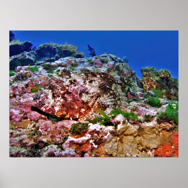 New Zealand Scorpionfish Poster (Front)