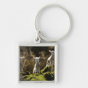 New Zealand, South Island, Fiordland National Keychain
