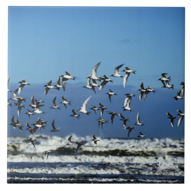 New Zealand, South Island, seagulls flying over Tile (Front)