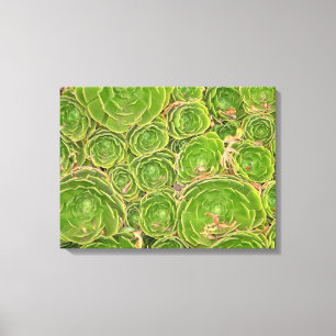 New Zealand, South Island. Succulent. Canvas Print