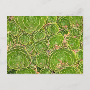 New Zealand, South Island. Succulent. Postcard