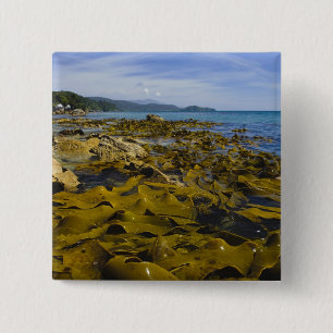 New Zealand, Southland, Stewart Island. Kelp 2 Inch Square Button
