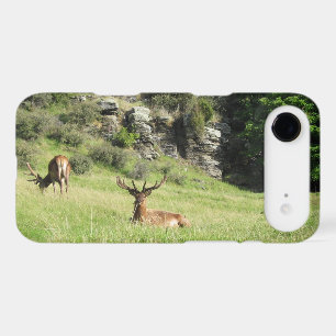 New Zealand Stags
