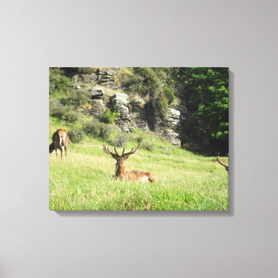 New Zealand Stags Canvas Print