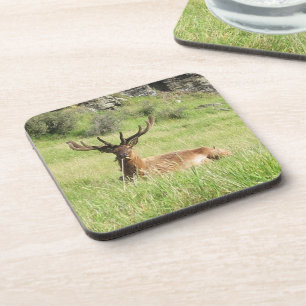 New Zealand Stags Coaster