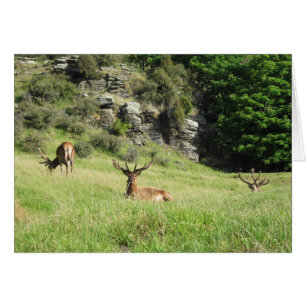New Zealand Stags Greeting Card