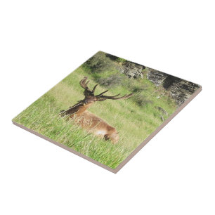 New Zealand Stags Tile