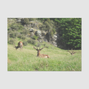 New Zealand Stags Tissue Paper