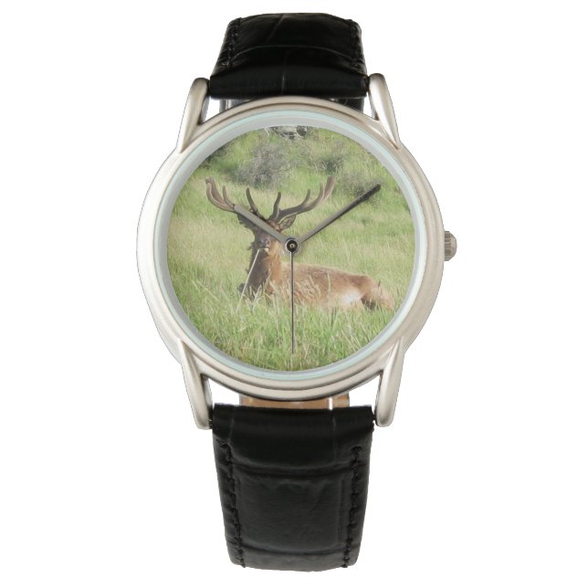 New Zealand Stags Watch (Front)
