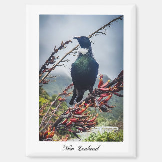 New Zealand Tui Bird Magnet 