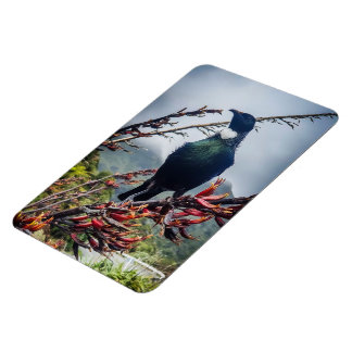 New Zealand Tui - Photographie sur Magnet