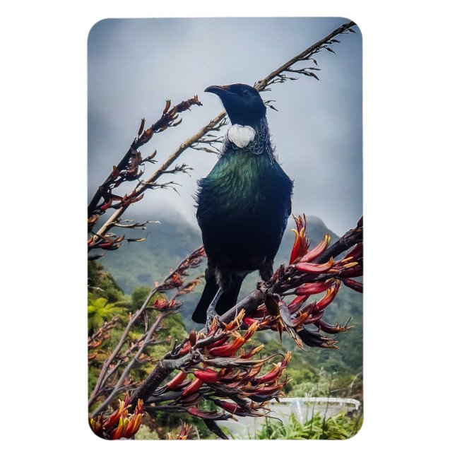 New Zealand Tui - Photographie sur Magnet (Vertical)