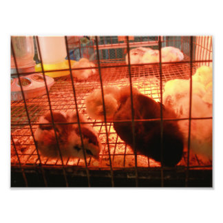 Newborn Baby Chicks in an Incubator Cage Photo Print