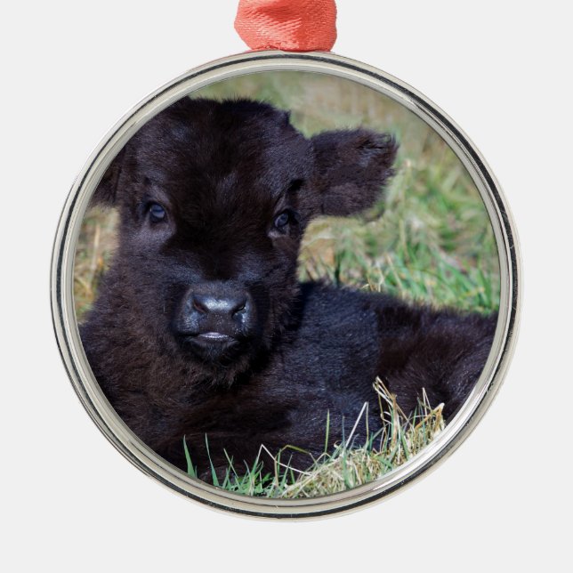 Newborn black scottish highlander calf lying metal ornament (Front)