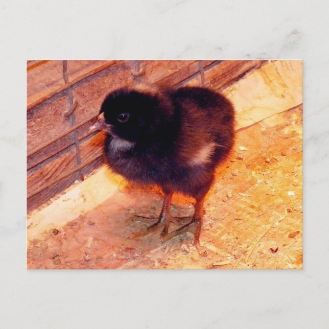 Newborn Chick (2) Postcarfd Postcard (Front)