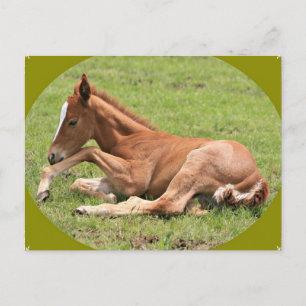Newborn Colt Postcard