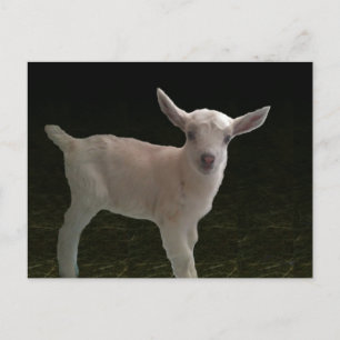 Newborn Doeling Postcard