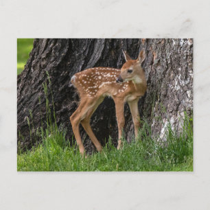 Newborn Fawn Postcard