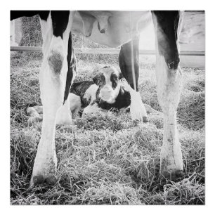 Newborn Holstein Calf Metal Print
