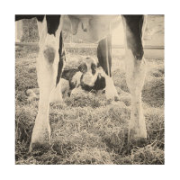 Newborn Holstein Calf