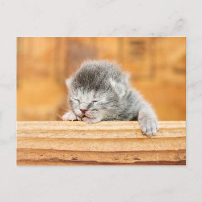 Newborn Kitten Barn Cat Postcard (Front)