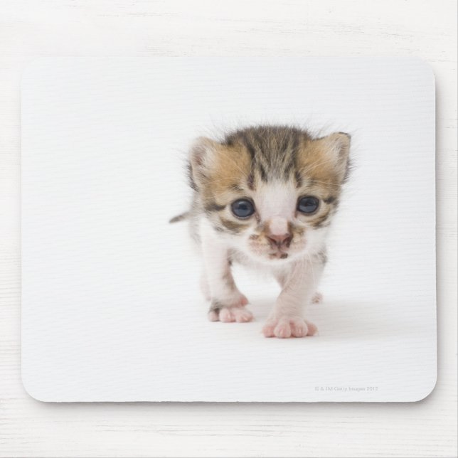 Newborn kitten mouse pad (Front)