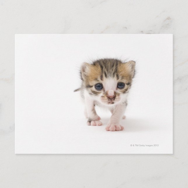Newborn kitten postcard (Front)
