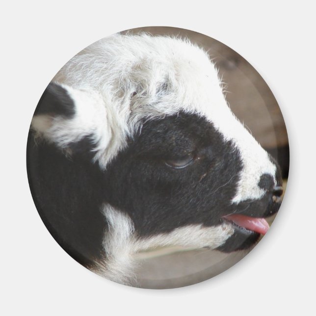 Newborn Lamb Magnet (Front)