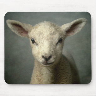 Newborn Lamb Mouse Pad