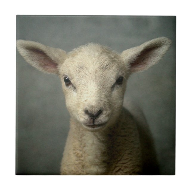 Newborn Lamb Tile (Front)
