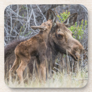 Newborn Moose Calf Nuzzling its Mother Coaster