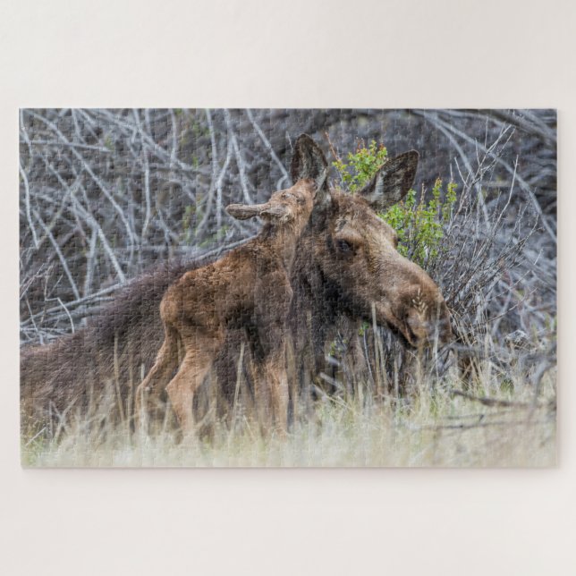 Newborn Moose Calf Nuzzling its Mother Jigsaw Puzzle (Horizontal)